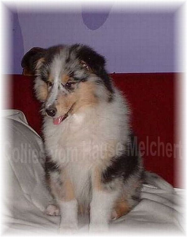 Blue Merle Collie Lavendelblau