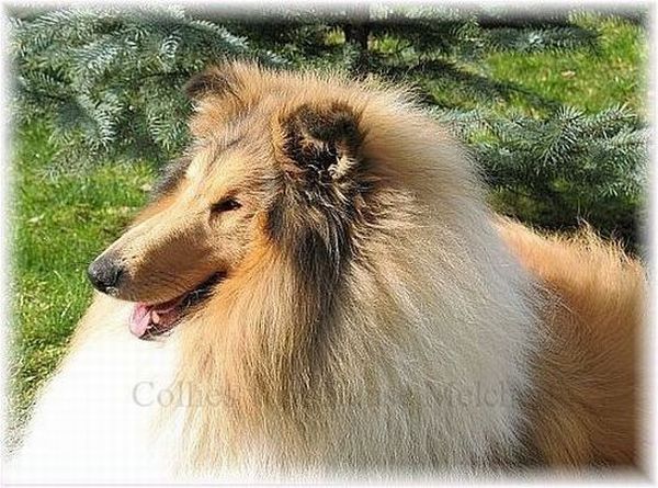 Collie longhaired American-English