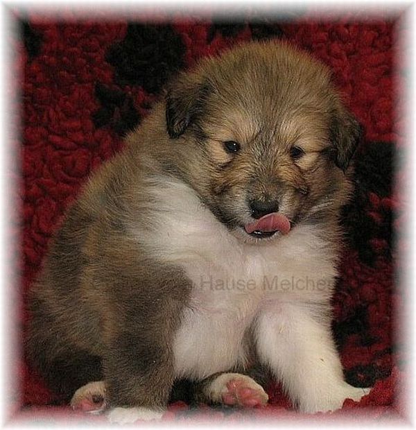 Collie Langhaar Welpe
