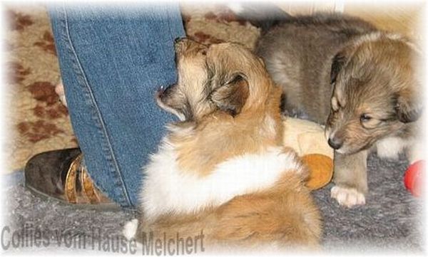 Collie Langhaar Welpe darksable