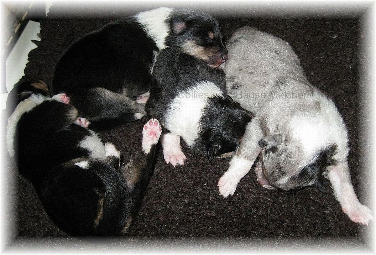 Tricolor Collies