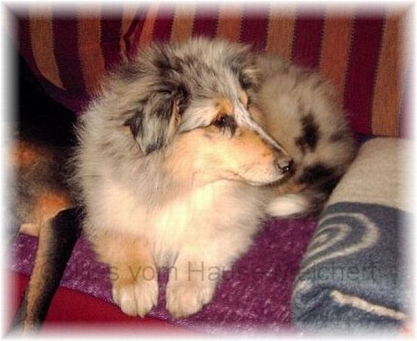 Collie puppy blue merle