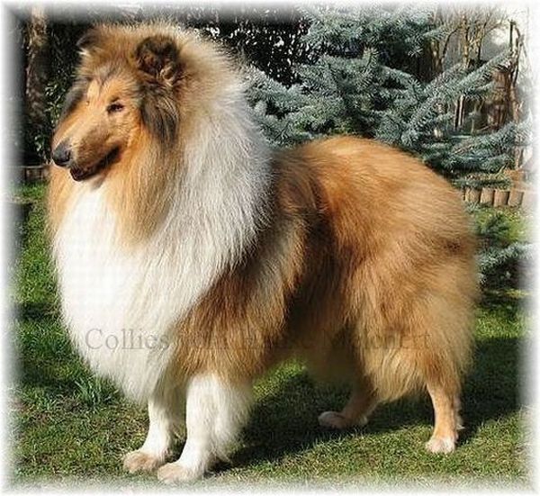 Collie Welpen vom Collie Z�chter