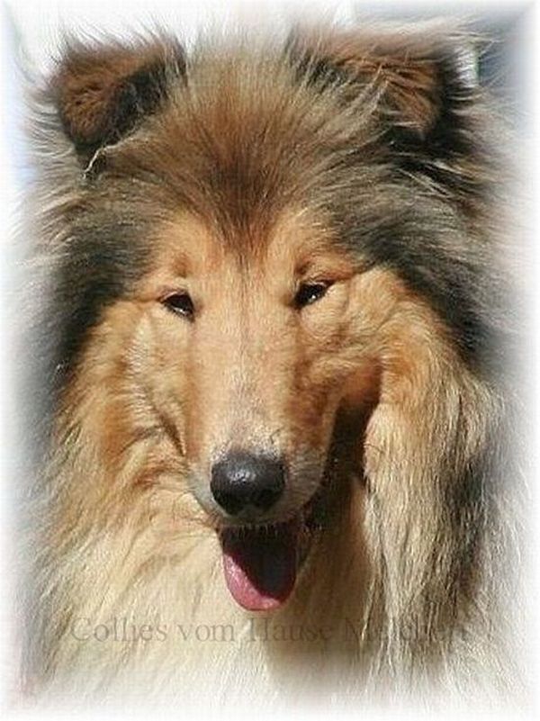 Langhaar Collie H�ndin