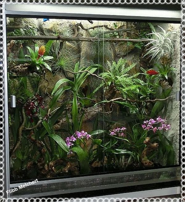 Himmelblauer Gecko Lygodactylus williamsi Blauer Zwergtaggecko