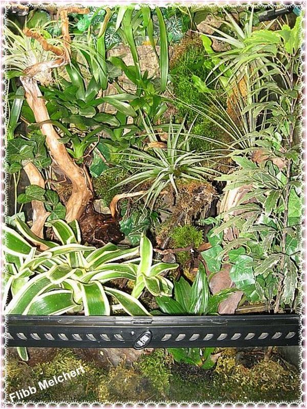 Himmelblauer Gecko Lygodactylus williamsi Blauer Zwergtaggecko