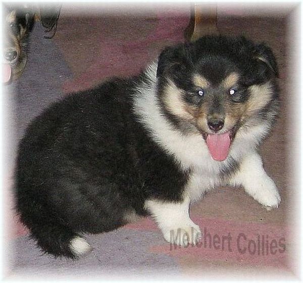 Tricolor Collie Welpe