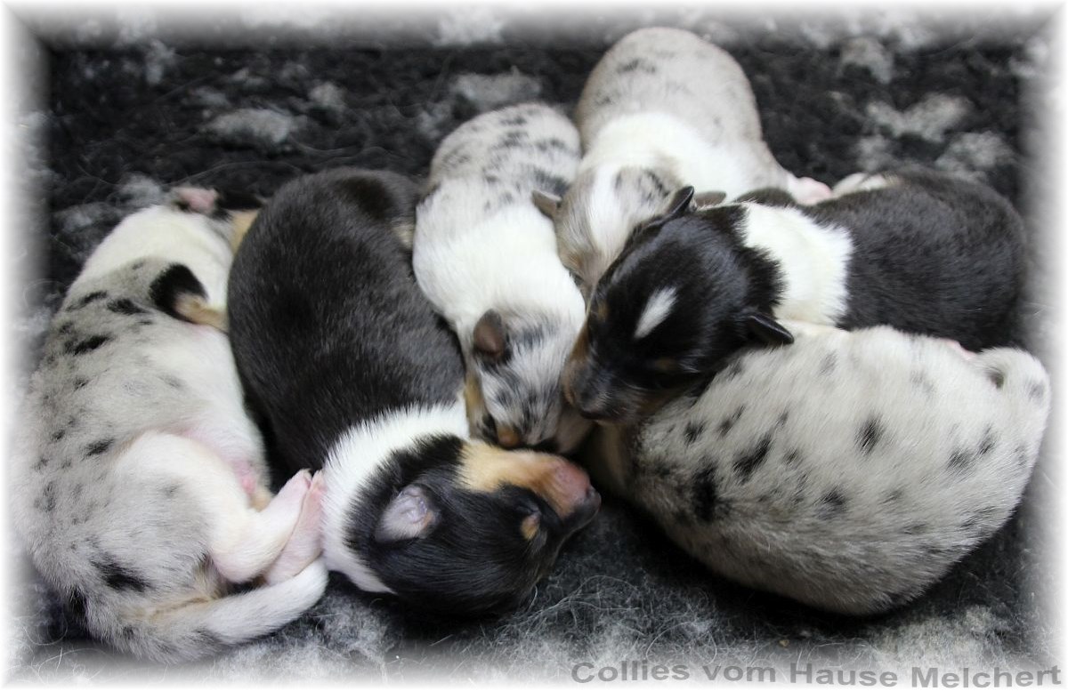Collies Amerikanisch