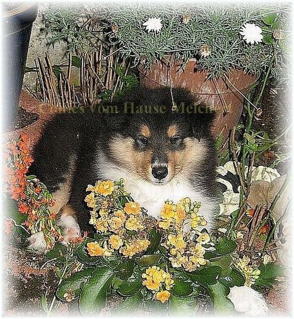 Collie Tricolor