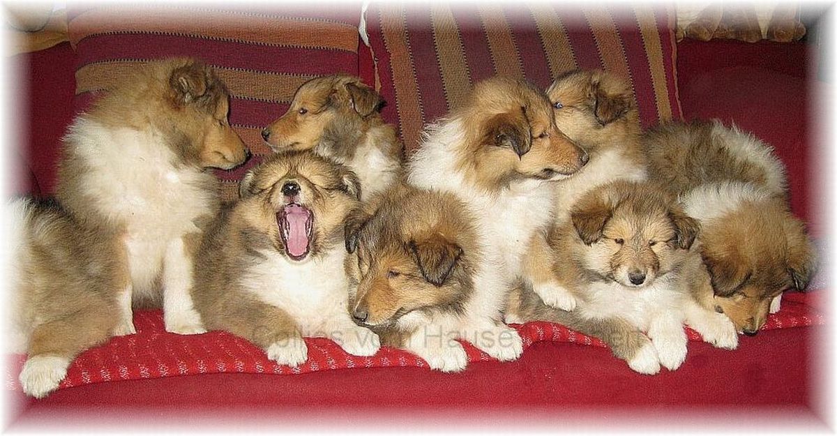 Collie Welpen vom Hause Melchert