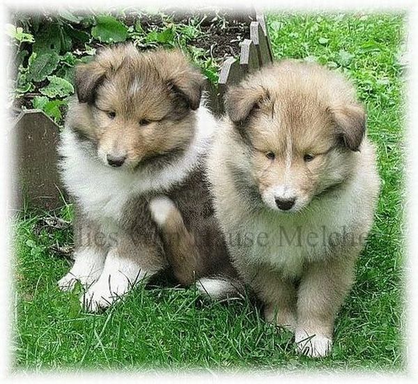 Langhaar Collie Welpe