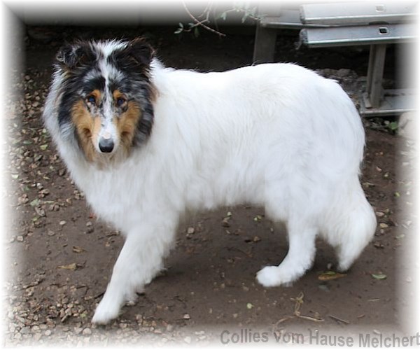 Weiße Collie Hündin mit amerikanischen Linien