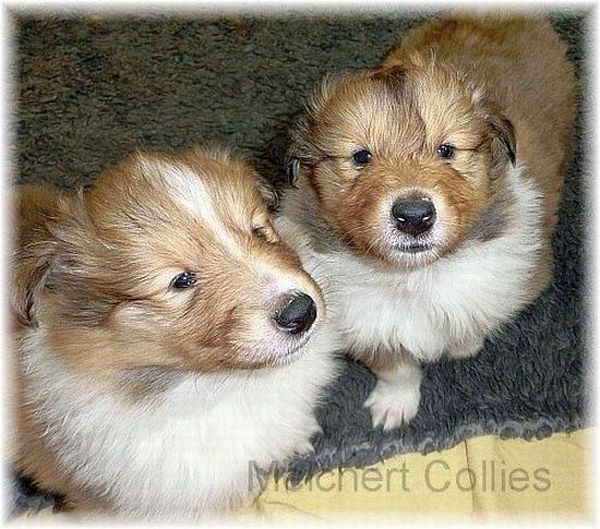 Colliewelpen aus dem Hause Melchert
