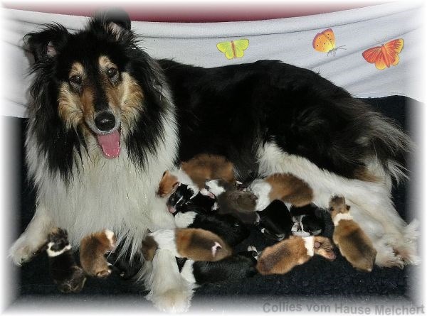 Collie Welpen Langhaar Collie Welpen