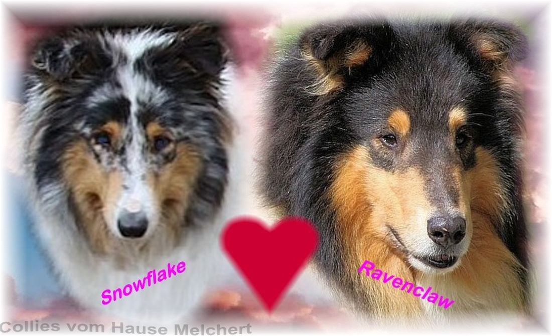 Melchert Collie Wurfplanung