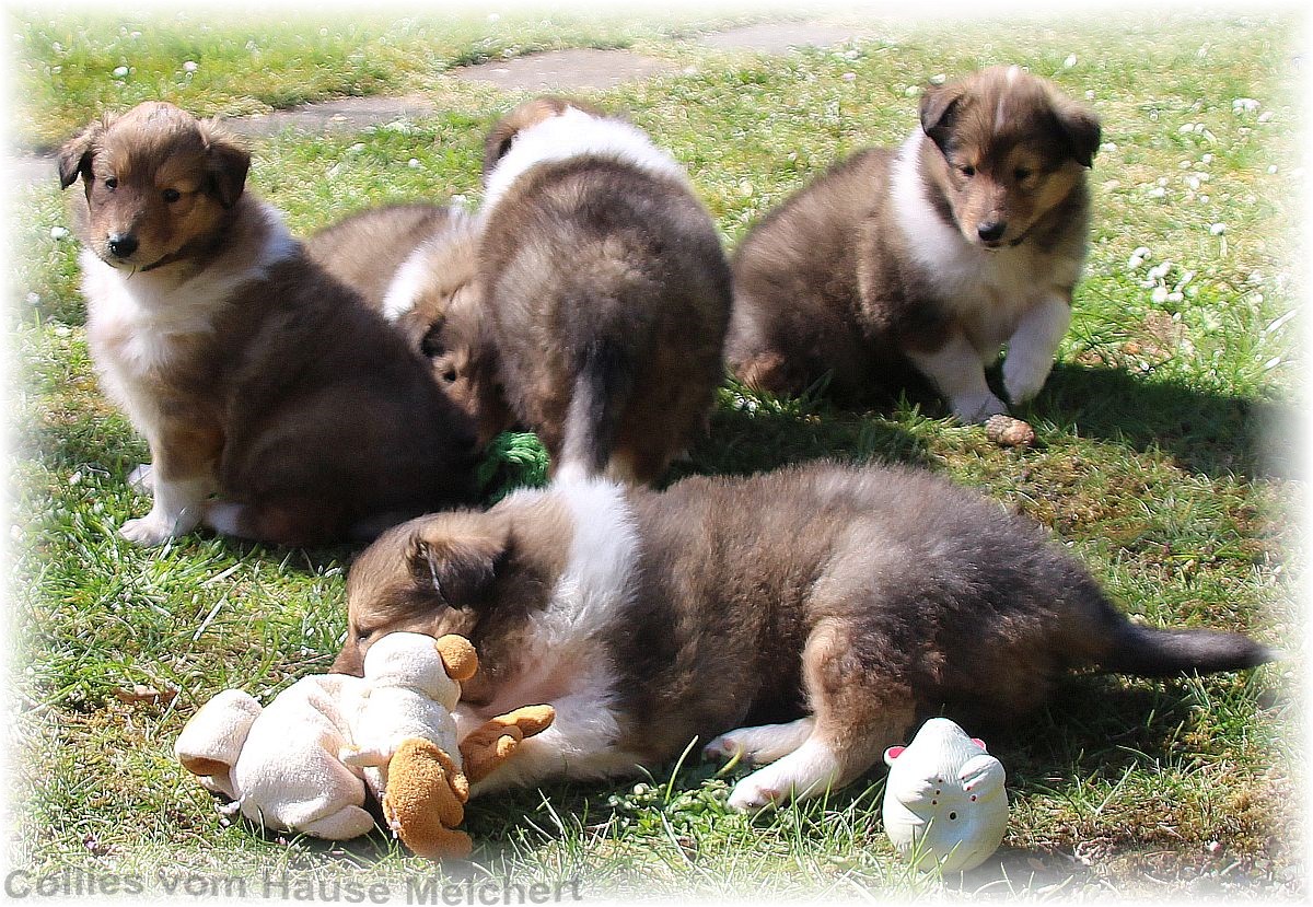 Collie Welpen aktuell
