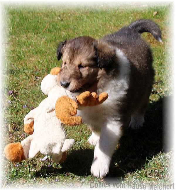 Collie Welpen aktuell
