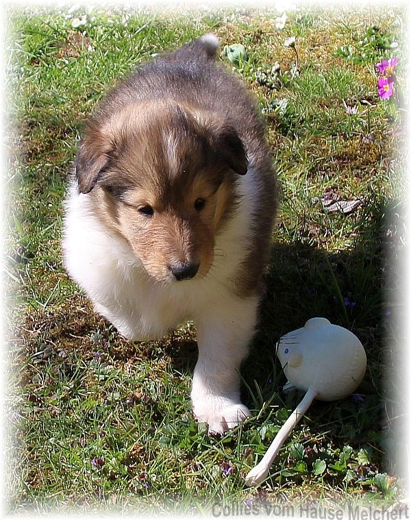 Collie Welpen aktuell