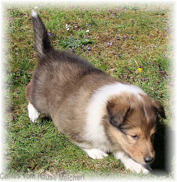 Collie Welpen aktuell