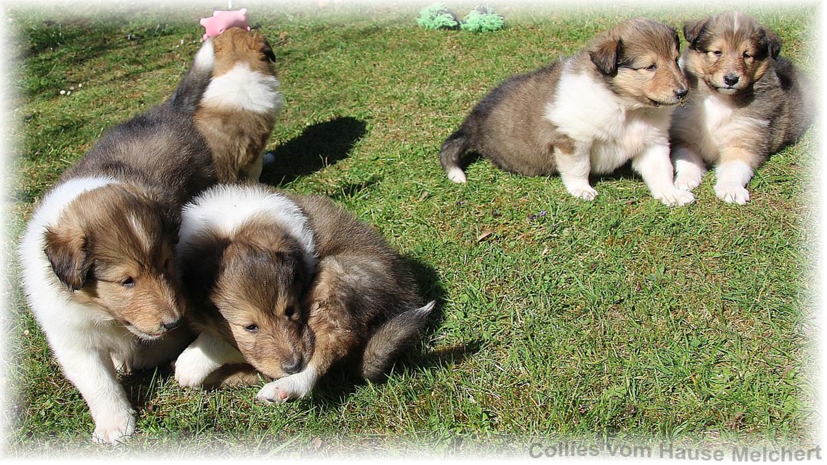 Collie Welpen aktuell