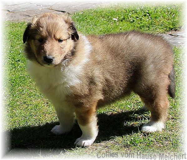 Collie Welpen aktuell