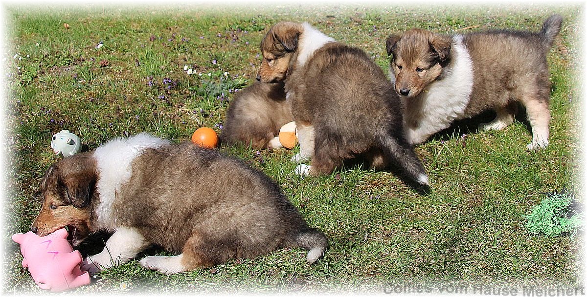 Collie Welpen aktuell