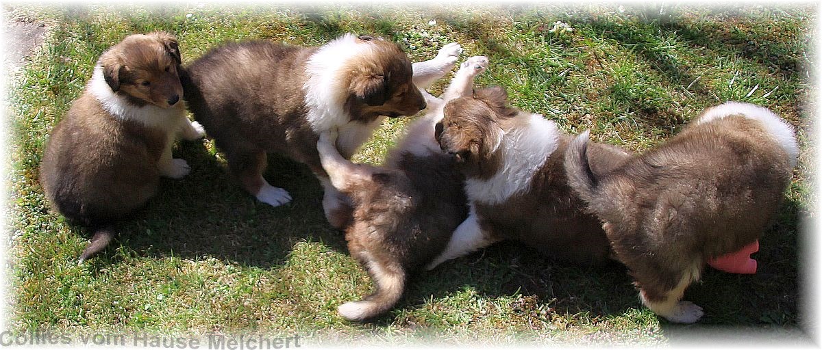 Collie Welpen aktuell