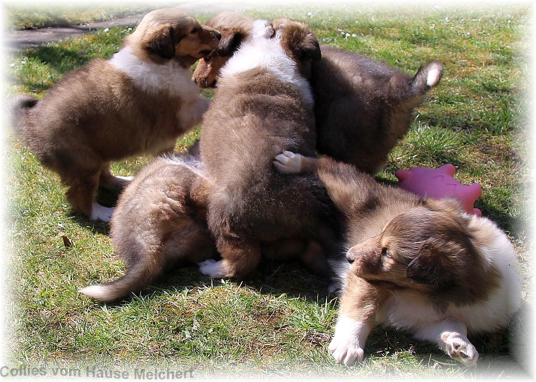Collie Welpen aktuell