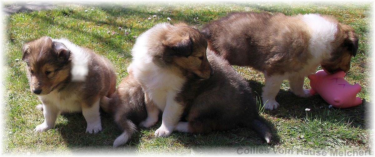 Collie Welpen aktuell