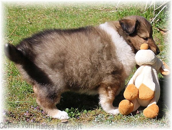 Collie Welpen aktuell