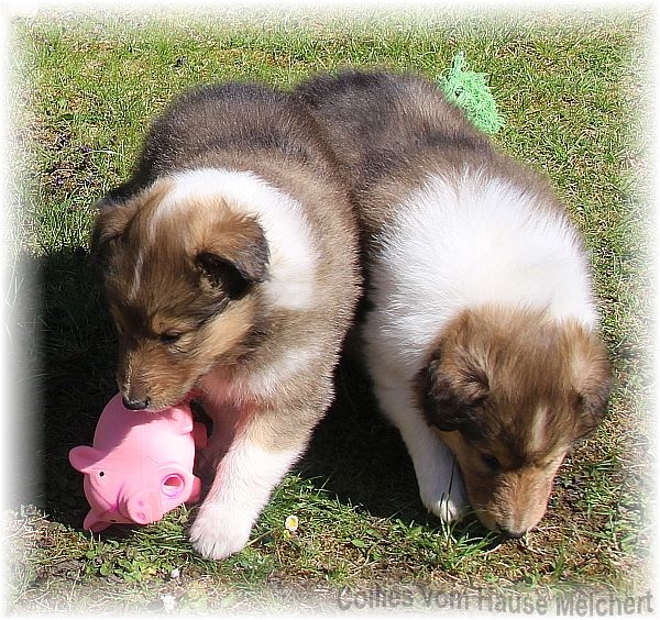 Collie Welpen aktuell