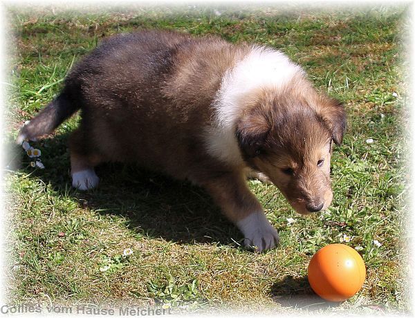 Collie Welpen aktuell