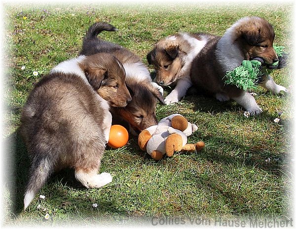 Collie Welpen aktuell