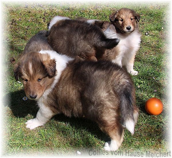 Collie Welpen aktuell