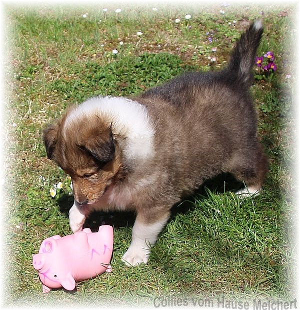 Collie Welpen aktuell