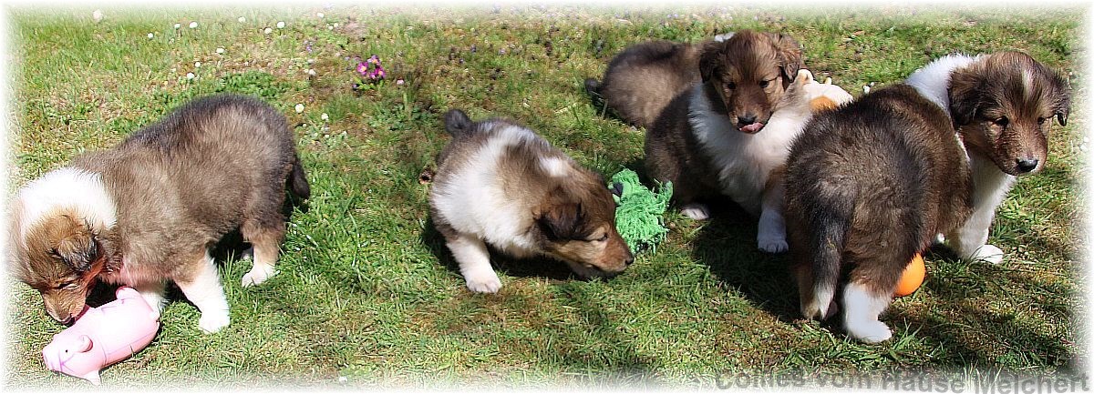 Collie Welpen aktuell