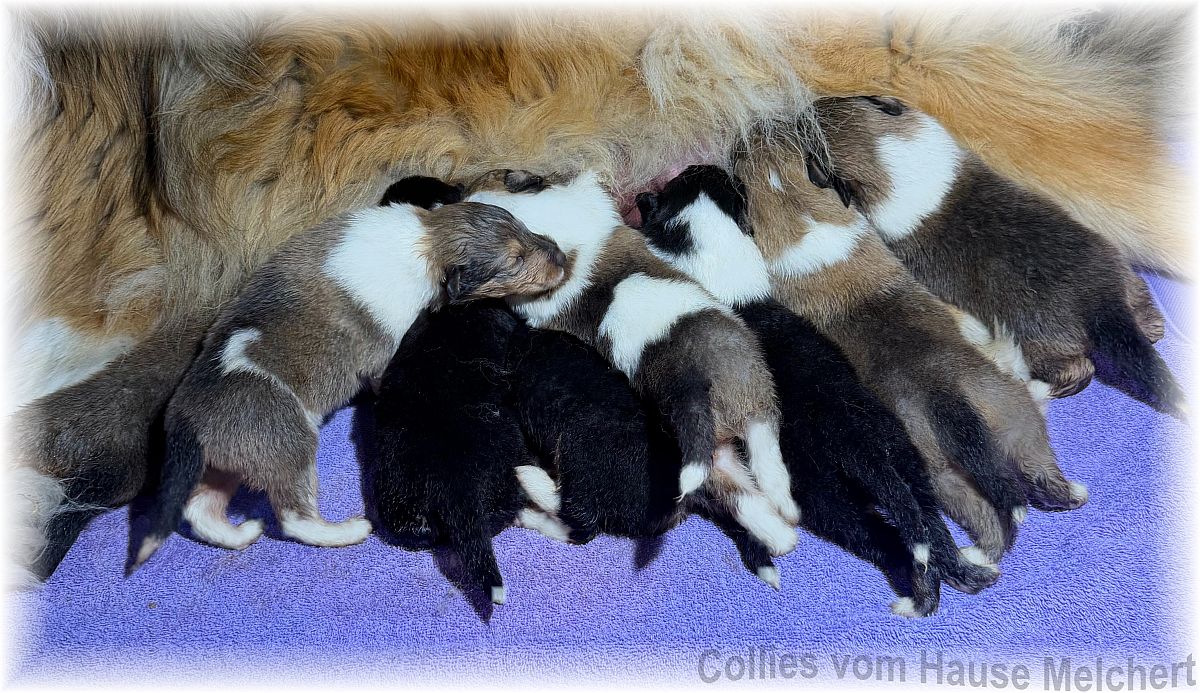 Melchert Collies