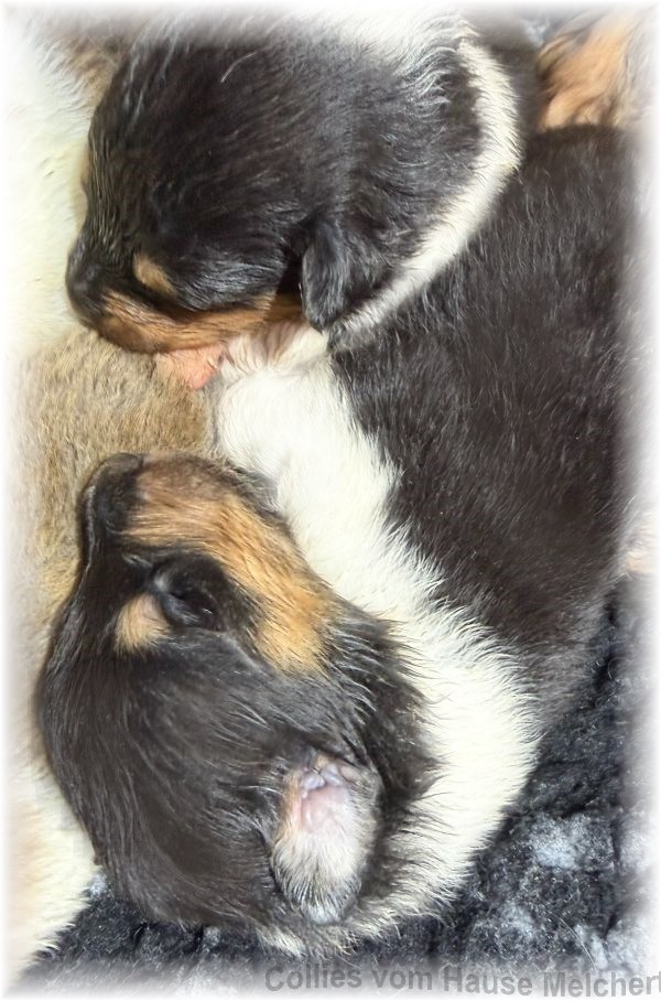 Colliewelpen hause Melchert