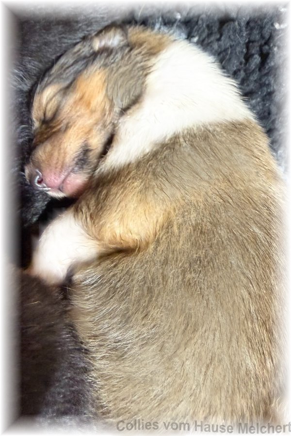 Colliewelpen hause Melchert
