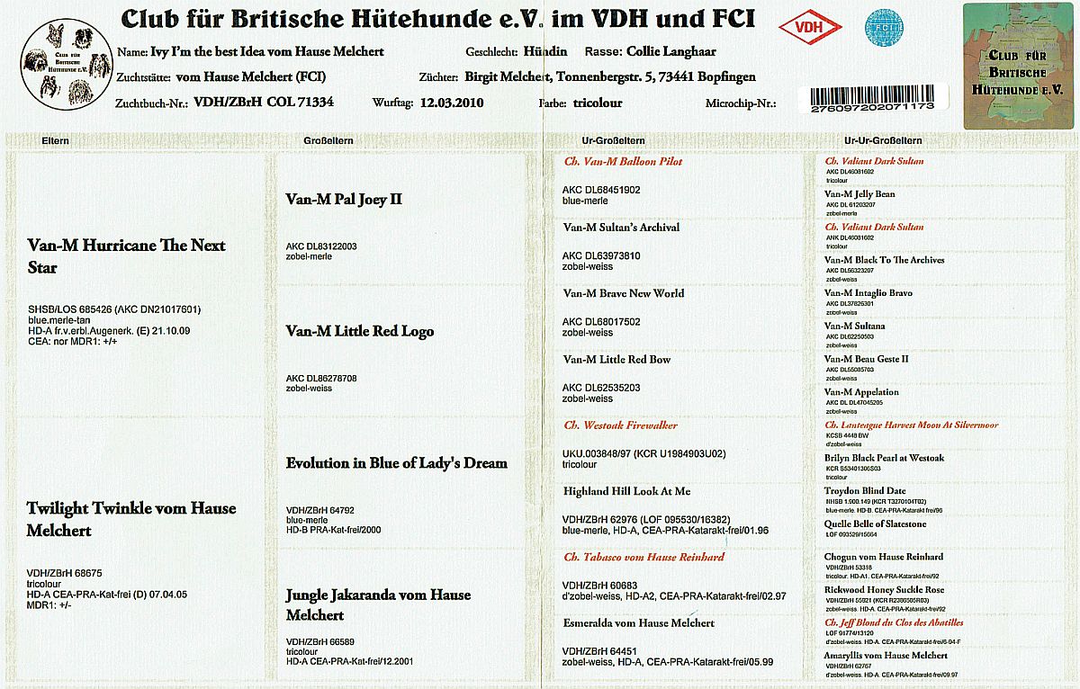 Ahnentafel Ivy i`m thr best idea vom Hause Melchert