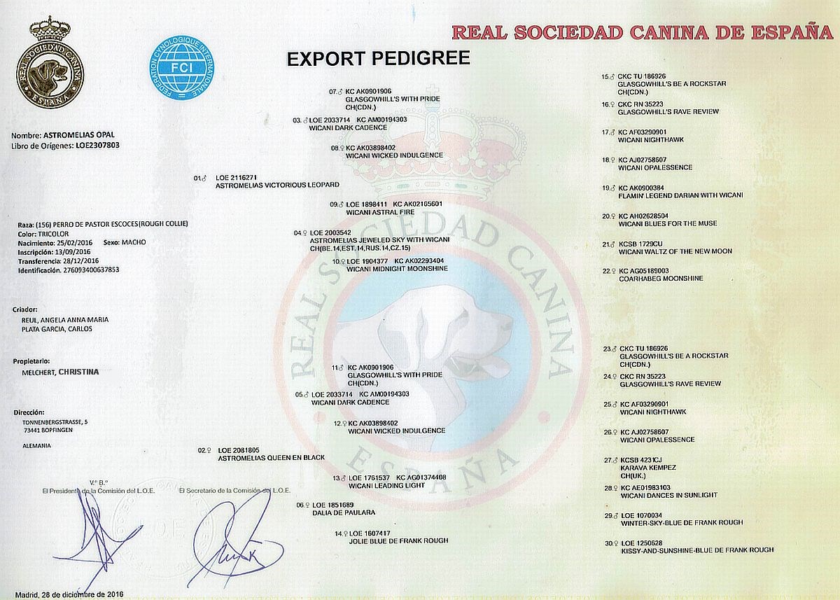 Ahnentafel Collierüde Jascha