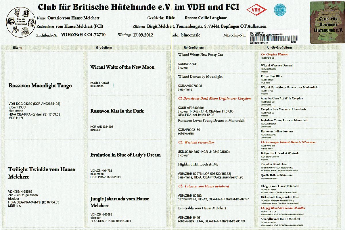 Ahnentafel Collierüde Ontario vom Hause Melchert