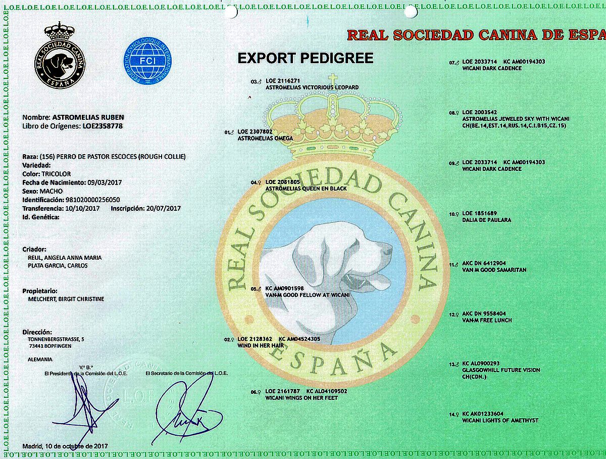 Ahnentafel des Collierüden Rhapsody