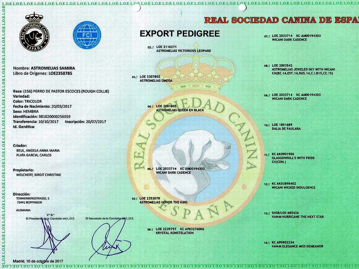 Ahnentafel Colliehündin Samira