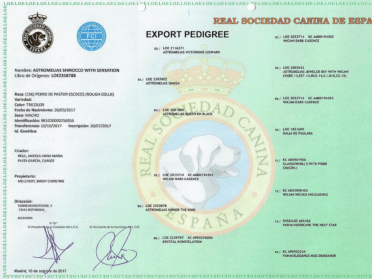 Ahnentafel Collierüde Shirocco