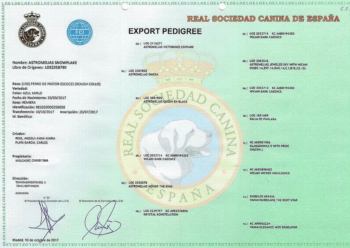 Ahnentafel Colliehündin Snowflake