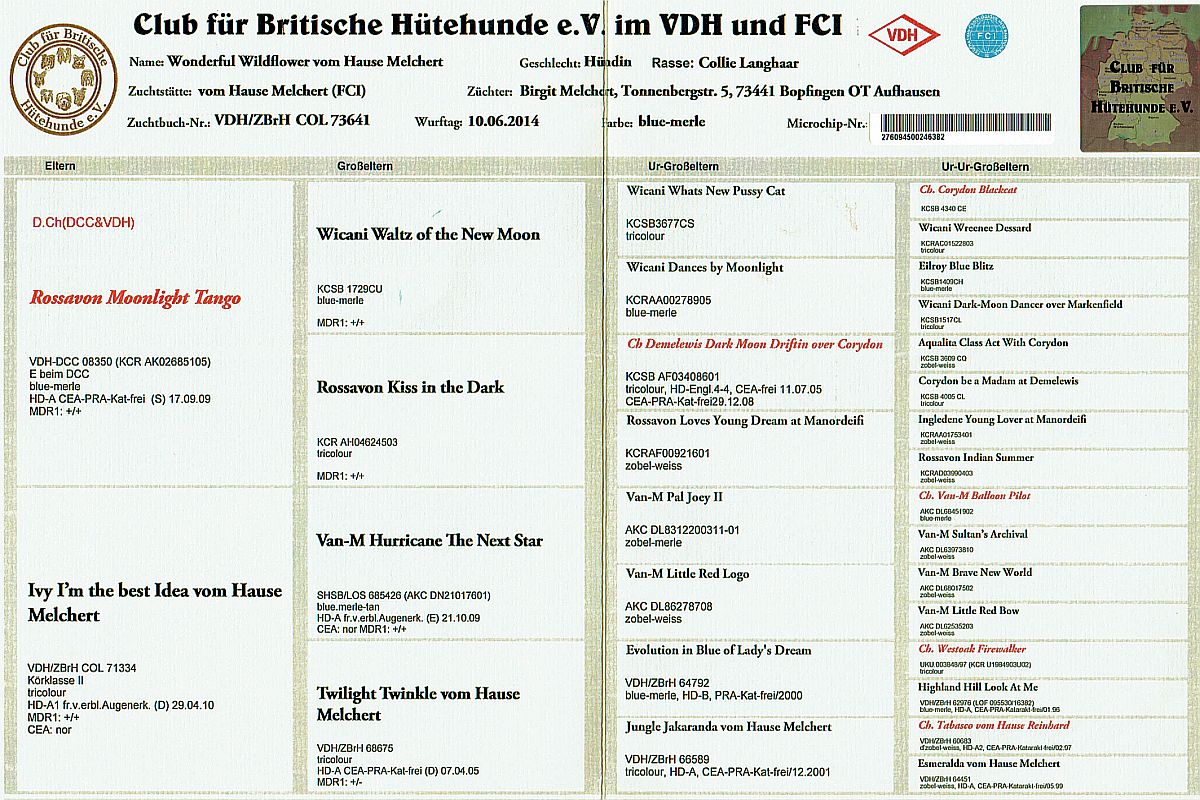 Ahnentafel Wonderful Wildflower vom Hause Melchert