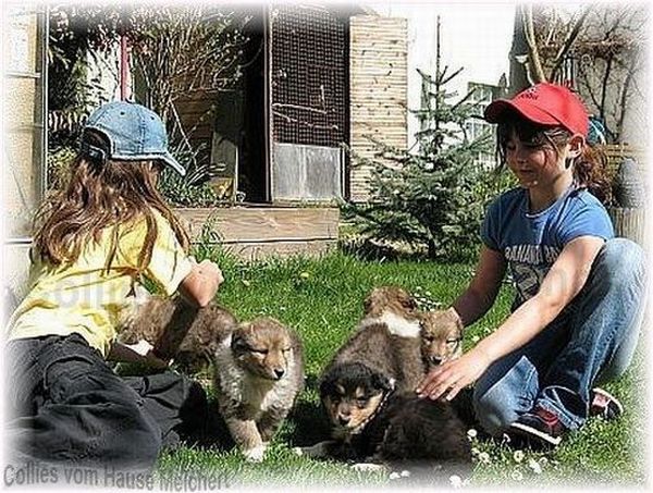 Amerikaner Collie Welpen