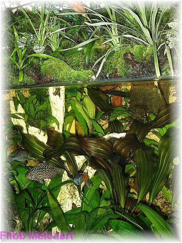 Terrarium Regenbogen