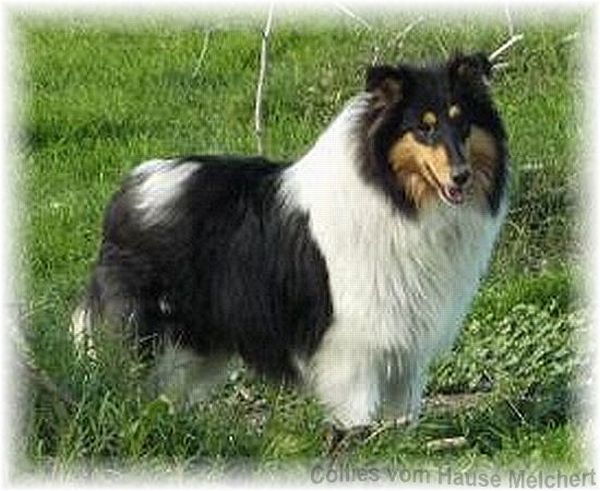 Astromelias Yasmina Royal